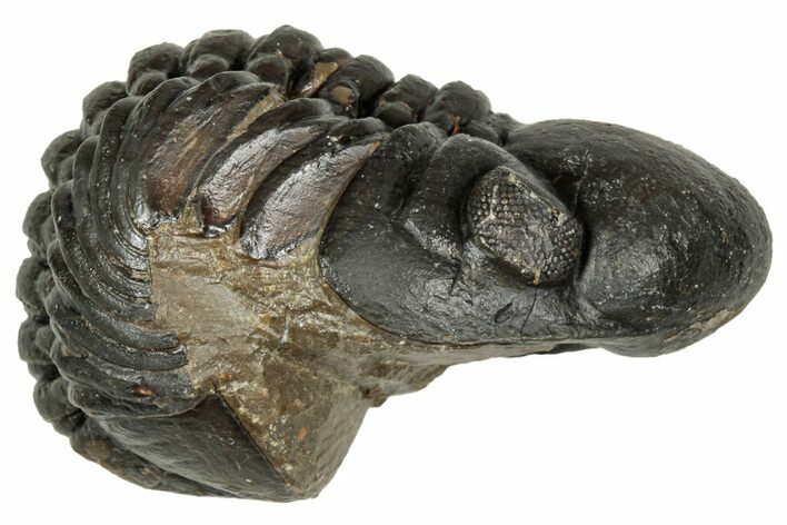 Curled Reedops Trilobite - Atchana, Morocco #347255